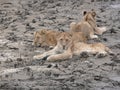 Young Lions Relaxing