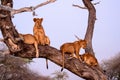 Young lions in a tree