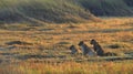 Young lions wait mum from hunting. Royalty Free Stock Photo