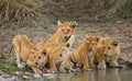 Young Lions at the watering. Kenya. Tanzania. Maasai Mara. Serengeti.
