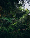 A young little bird sits on a branch. Green Christmas tree on which sits a tit bird. Yellow tit on a green pine branch Royalty Free Stock Photo