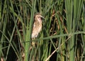 Young little bittern sits on the reed and calling parents for food.