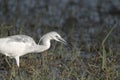 Young little blue heron with aquatic diving beetle larva Royalty Free Stock Photo