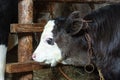 Young little calf in a barn with a cow Royalty Free Stock Photo