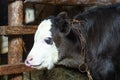 Young little calf in a barn with a cow Royalty Free Stock Photo