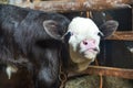 Young little calf in a barn with a cow Royalty Free Stock Photo