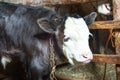Young little calf in a barn with a cow Royalty Free Stock Photo
