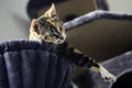 Young little cat lying in the scratching post in a hammock and hanging over the edge Royalty Free Stock Photo