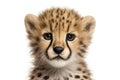 Baby cheetah portrait. Generative AI illustration Royalty Free Stock Photo