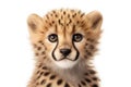 Baby cheetah portrait. Generative AI illustration Royalty Free Stock Photo