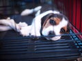 Young little cute small pure breed lovely dog puppy with lonesome innocent eyes Royalty Free Stock Photo