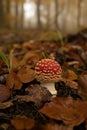 Young little fly agaric