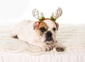 Young little French Bulldog cub dog lying on bed at home with Christmas reindeer horns hat