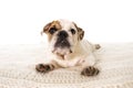 Young little French Bulldog cub dog lying on bed at home looking curious at the camera