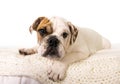 Young little French Bulldog cub dog lying on bed at home looking curious at the camera