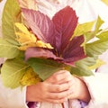 Young little girl hold fall leaves in hands. Red, gree and yellow leaf. Royalty Free Stock Photo