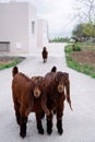 A young little goat of the Damascus goat breed. Cute brown Shami goatling