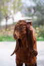 A young little goat of the Damascus goat breed. Cute brown Shami goatling