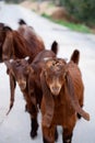 A young little goat of the Damascus goat breed. Cute brown Shami goatling