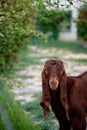 A young little goat of the Damascus goat breed. Cute brown Shami goatling