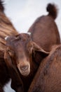 A young little goat of the Damascus goat breed. Cute brown Shami goatling