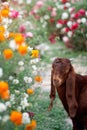 A young little goat of the Damascus goat breed. Cute brown Shami goatling