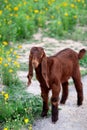 A young little goat of the Damascus goat breed. Cute brown Shami goatling