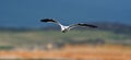 Hydrocoloeus minutus, The little gull