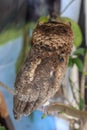 A young little Long-Eared owl sitting on a branch looking at the camera. Cute Asio Otus. A closeup of a Young owl standing on a Royalty Free Stock Photo