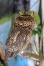 A young little Long-Eared owl sitting on a branch looking at the camera. Cute Asio Otus. A closeup of a Young owl standing on a Royalty Free Stock Photo