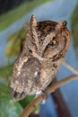 A young little Long-Eared owl sitting on a branch looking at the camera. Cute Asio Otus. A closeup of a Young owl standing on a Royalty Free Stock Photo