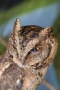 A young little Long-Eared owl sitting on a branch looking at the camera. Cute Asio Otus. A closeup of a Young owl standing on a Royalty Free Stock Photo