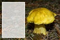 Young little mushroom `Yellow Knight` Tricholoma equestre closeup. Space for text. Royalty Free Stock Photo