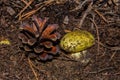 Young little mushroom Yellow Knight Tricholoma equestre and pine cone closeup. Royalty Free Stock Photo