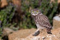 Young Little owl, Athene noctua, stands on a stone and holds a mouse in his paw Royalty Free Stock Photo