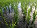 Young little paddy grow in closeup. Neatly planted young fresh green rice plant in paddy field. Royalty Free Stock Photo