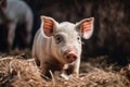 a young little pig stands in straw on a farm. household