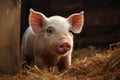 a young little pig stands in straw on a farm. household