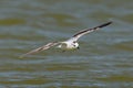 Young little seagull shot in flight