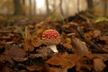 Young little toadstool in the forest