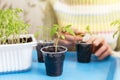 Young little tomato plant close up. Growing, seeding, transplant seedling, homeplant, vegetables at home Royalty Free Stock Photo