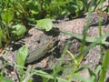 Young lizard basking in the sun. Lacerta agilis. Sand lizard Royalty Free Stock Photo