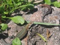 Young lizard basking in the sun. Lacerta agilis. Sand lizard Royalty Free Stock Photo