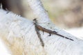 Young lizard on birch