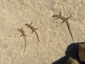 Young lizard close up macro