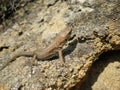 Young lizard macroshot