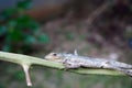 Young lizard perched on a tree trunk
