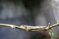 Young lizard perched on a tree trunk