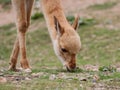 Young llama grazing portrait