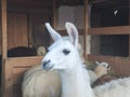 Young llama white colored with alpaca herd in front of feeding place outdoors in closeup view Royalty Free Stock Photo